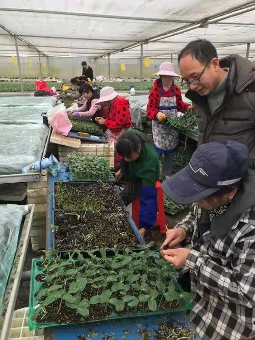 武汉 蔬菜花卉种苗工厂化生产标准化试点项目 实施半年多商品苗提高了5 以上