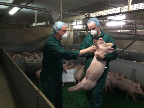 全方位服务中国市场 cooperl科普利信将加大对华种猪资源供应